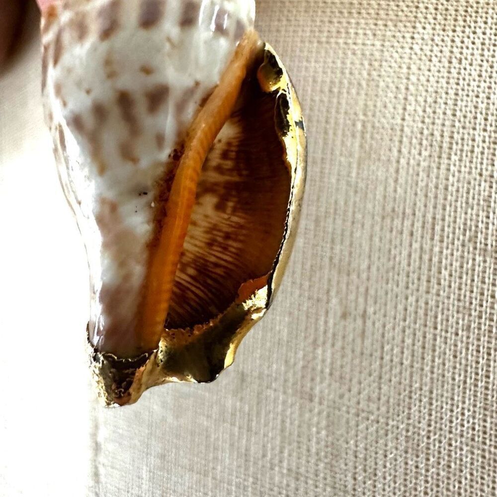 Gold tone Edged Natural Shell Pendant Necklace - Picture 6 of 10